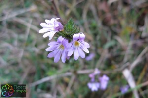 euphrasia roskoviana (1) (1200 x 800).jpg_product